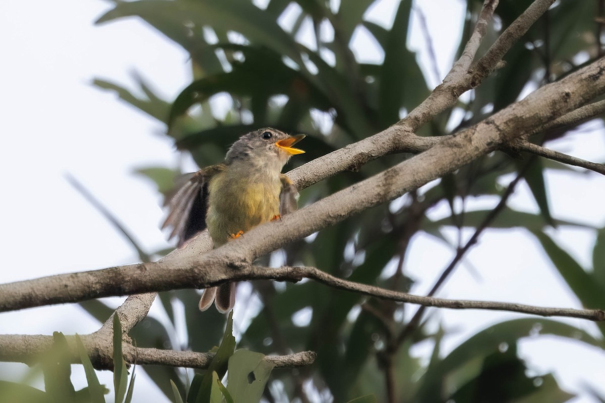 Yellow-legged Flyrobin - ML631206430