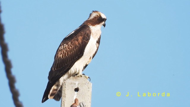 Falco pescatore - ML631206560