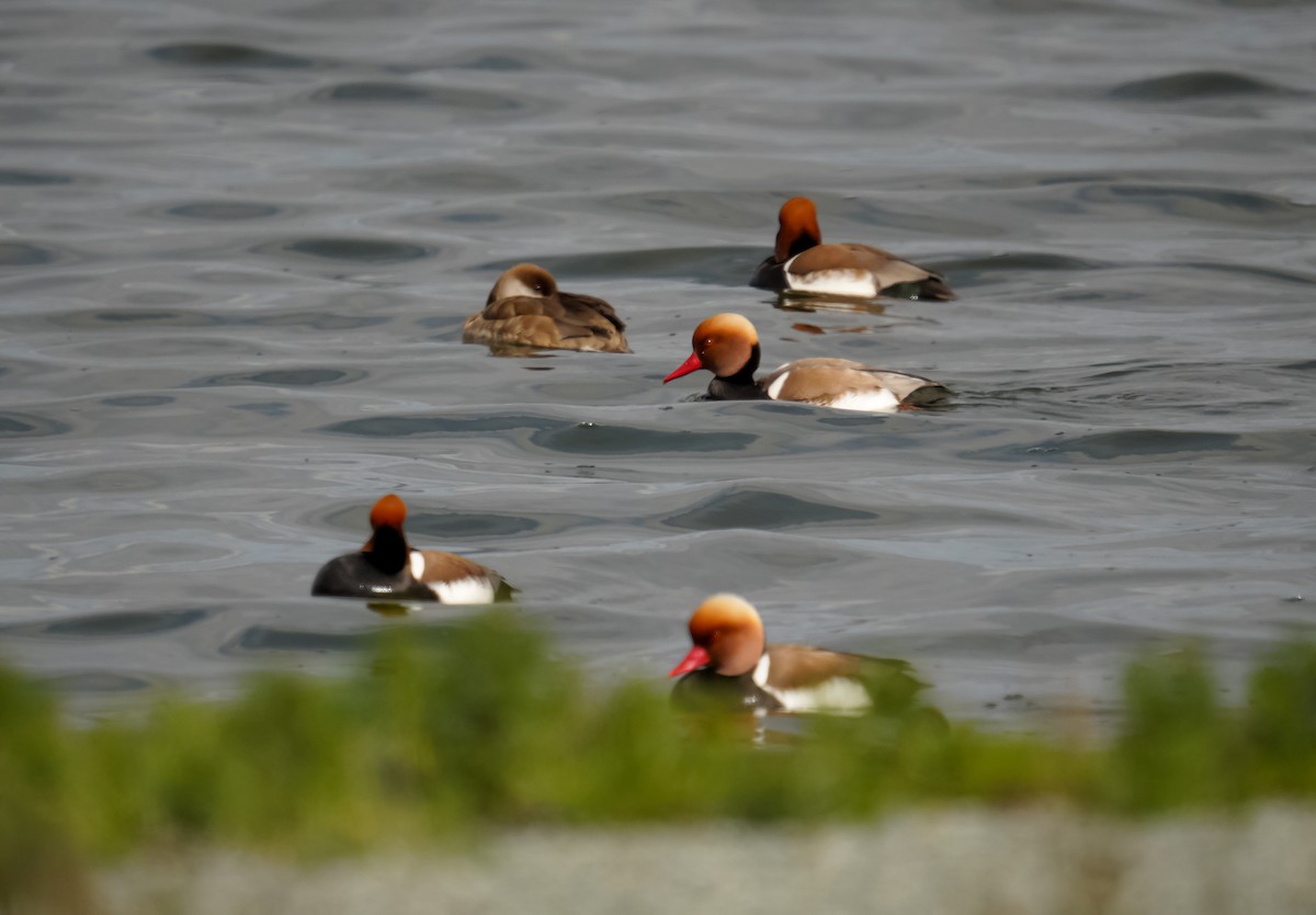 Red-crested Pochard - ML631206883
