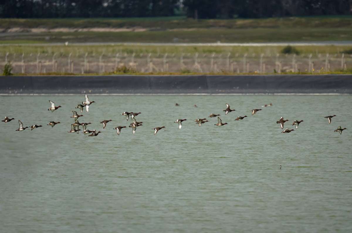 Ferruginous Duck - ML631206886