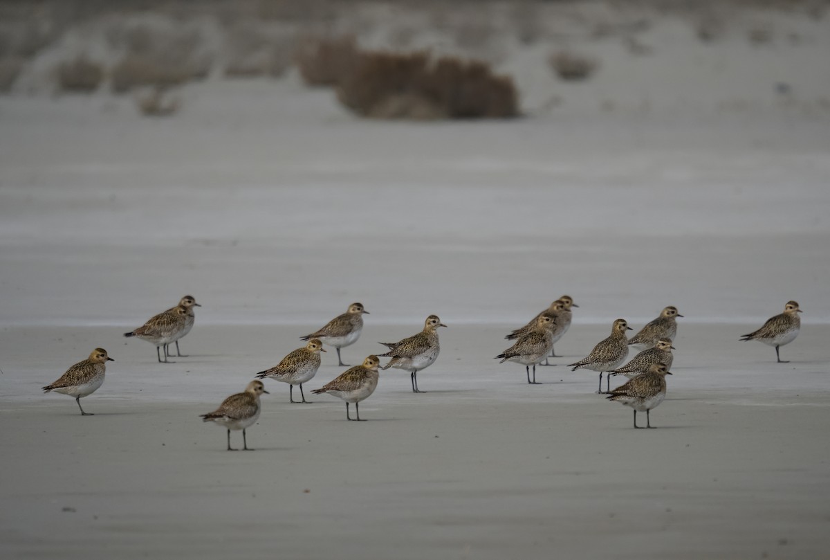 European Golden-Plover - ML631206910