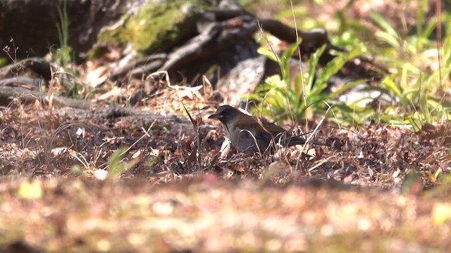 シロハラ - ML631207058