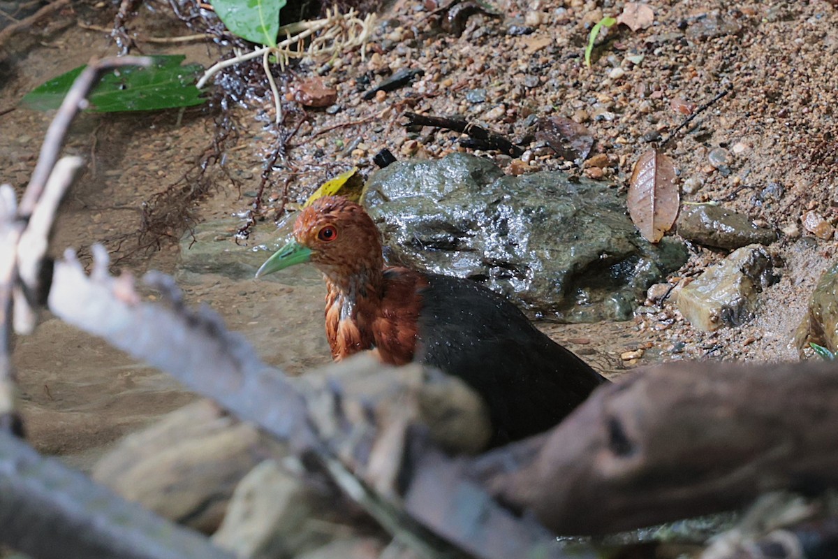 Red-necked Crake - ML631207132