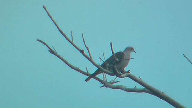 Malabar Imperial-Pigeon - ML631207240