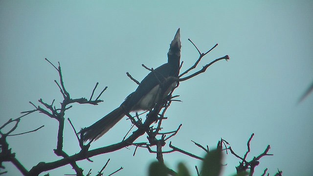 Malabar Pied-Hornbill - ML631207260