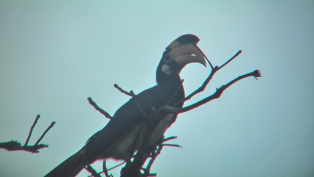 Malabar Pied-Hornbill - ML631207262