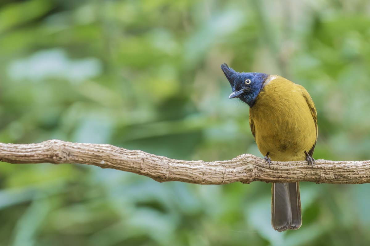 Black-crested Bulbul - ML631207263