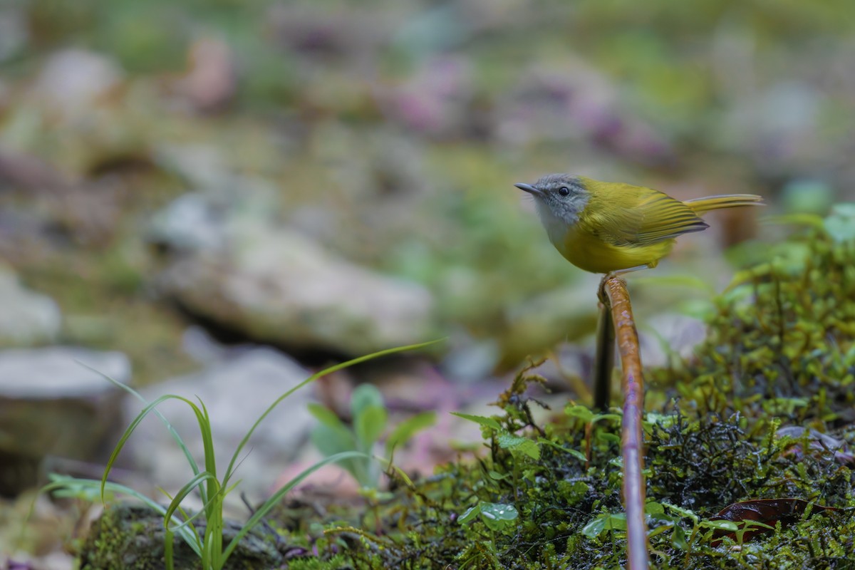 Yellow-bellied Warbler - ML631207265