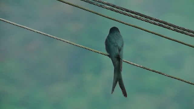 Kül Rengi Drongo - ML631207279