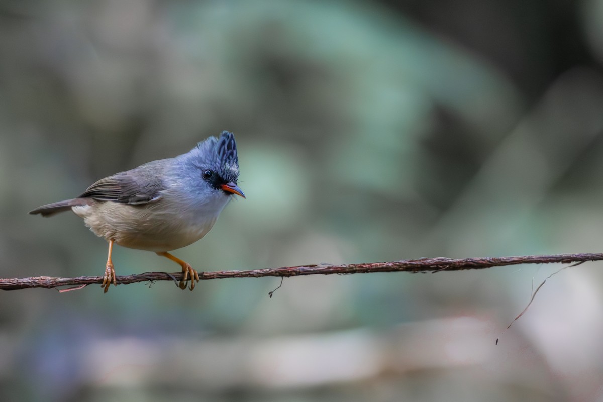 Black-chinned Yuhina - ML631207282