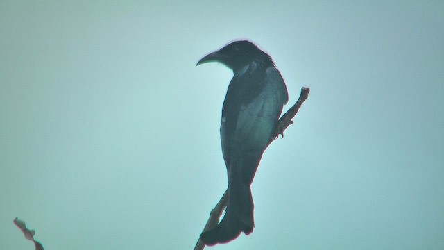 Hair-crested Drongo - ML631207286