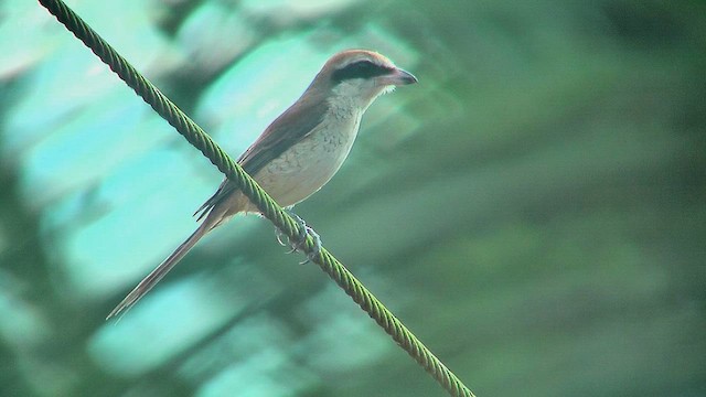 Brown Shrike - ML631207294