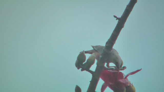 Malabar Starling - ML631207309