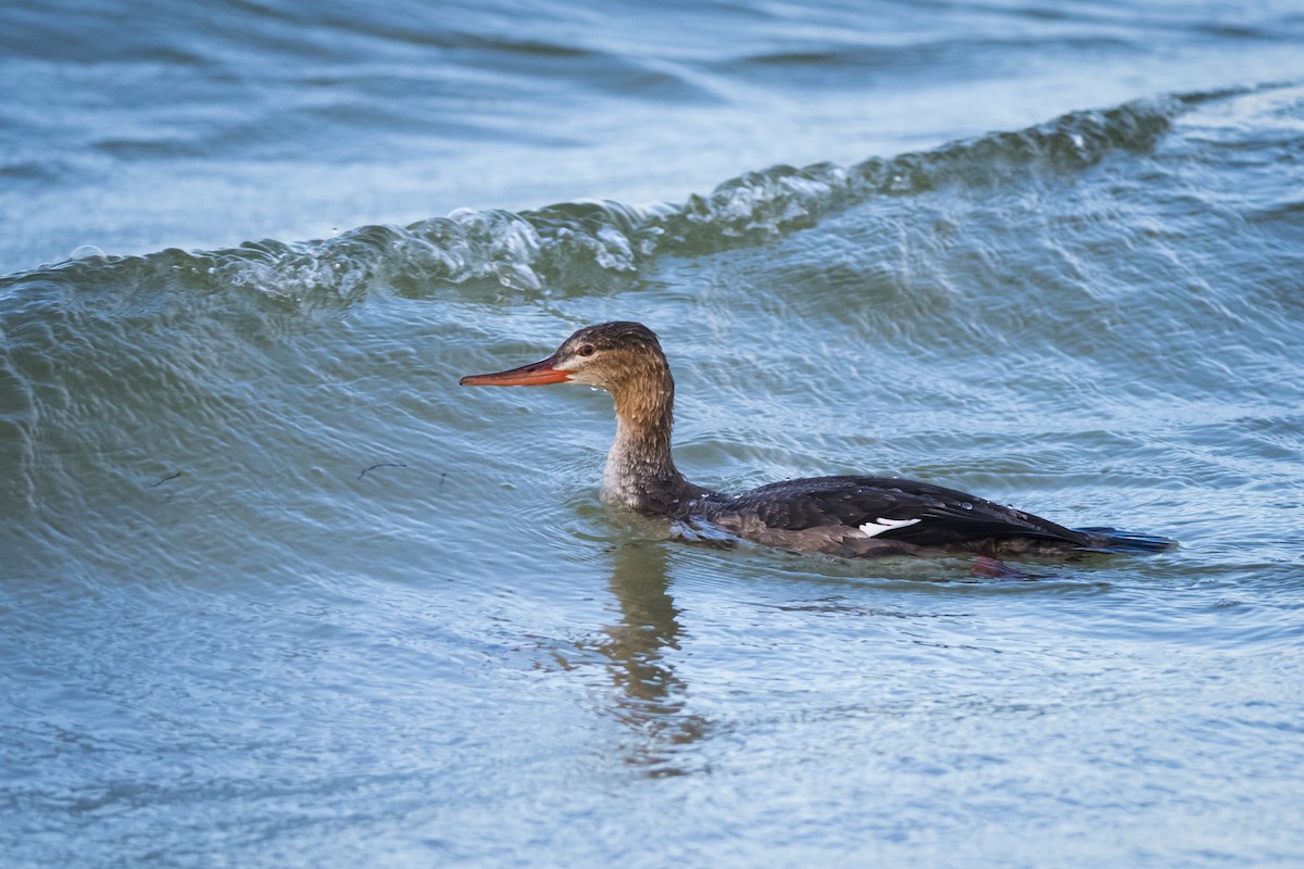 Red-breasted Merganser - Claudia Brasileiro