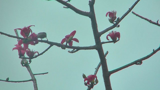Malabar Starling - ML631207311