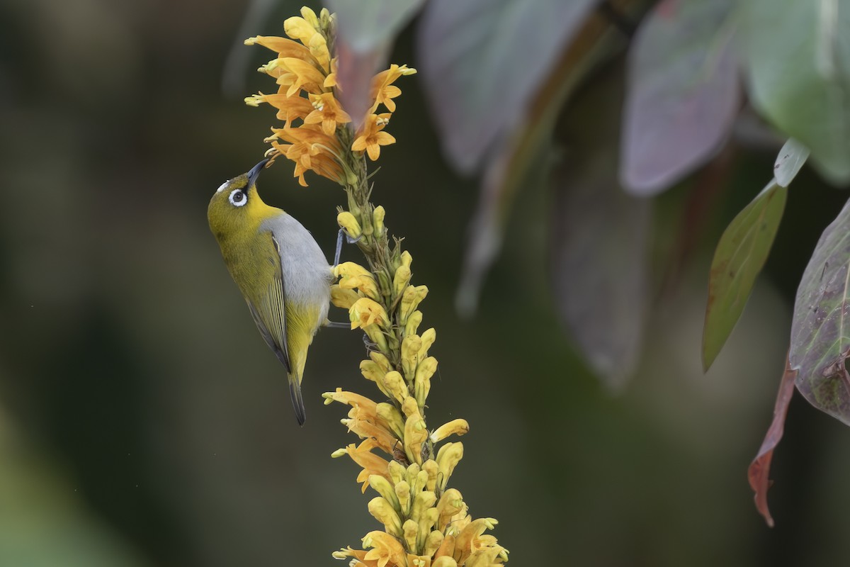 Indian White-eye - ML631207318
