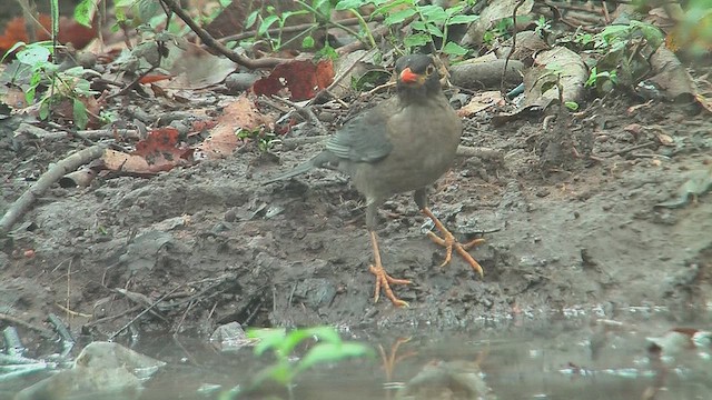 Indian Blackbird - ML631207333