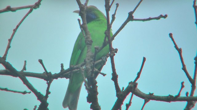Goldstirn-Blattvogel - ML631207363