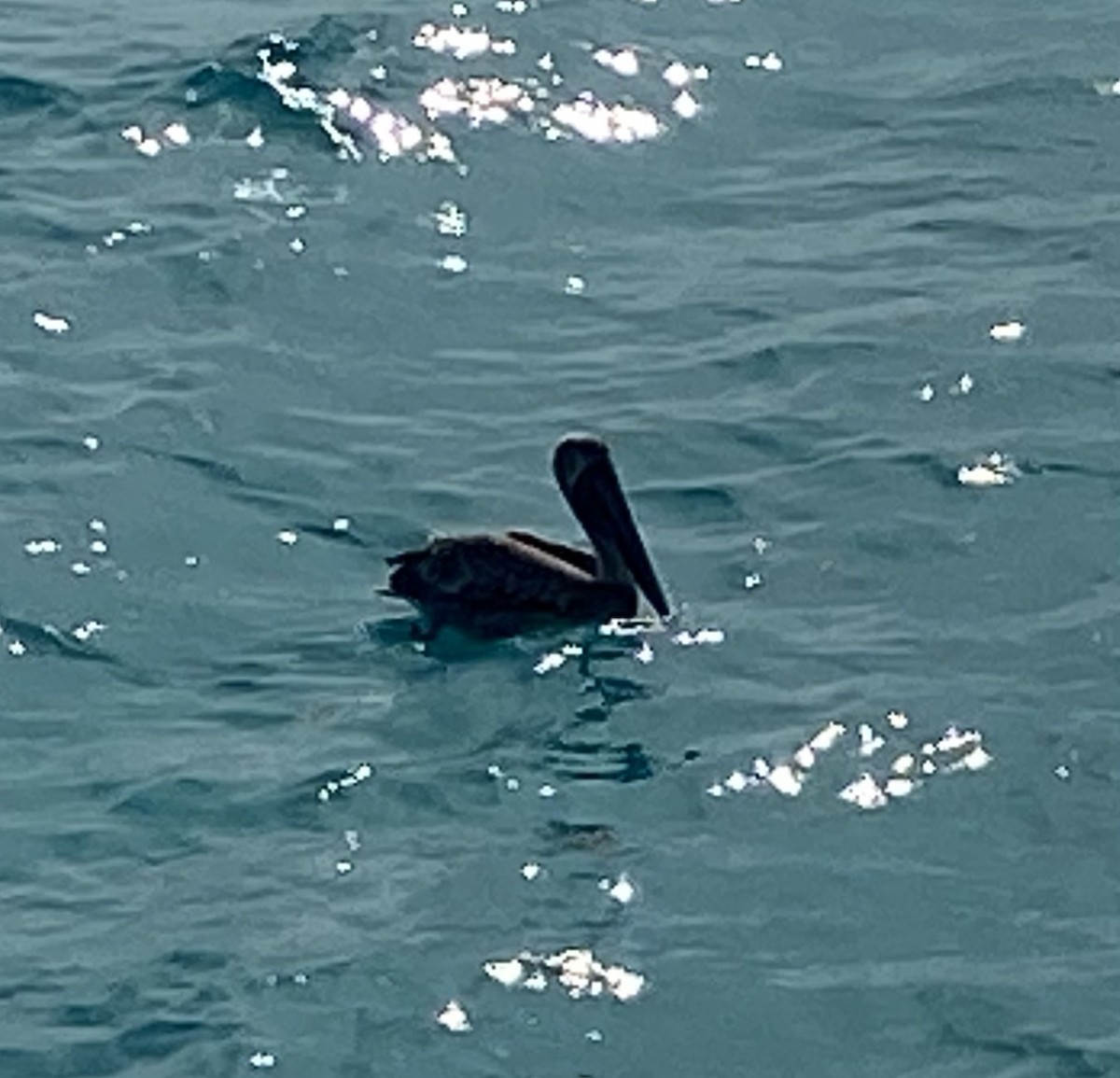 Brown Pelican - ML631207399