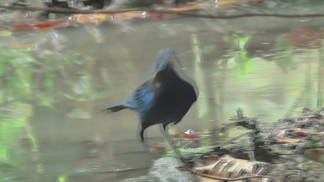 Malabar Whistling-Thrush - ML631207400