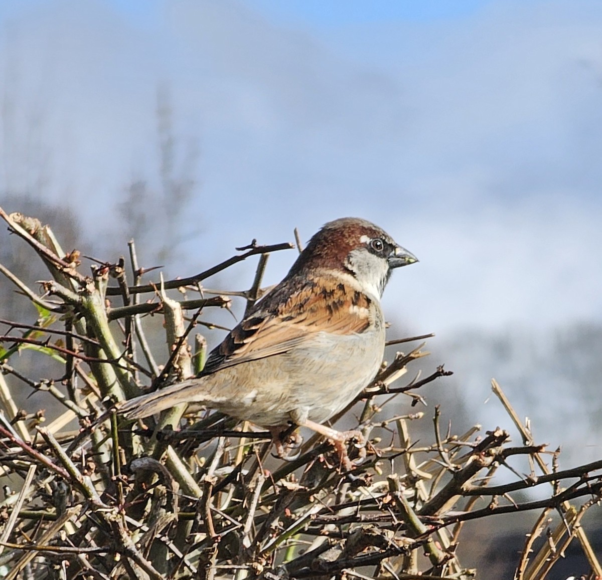 Домовый воробей - ML631207433