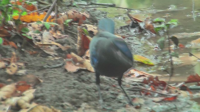 Malabar Whistling-Thrush - ML631207434