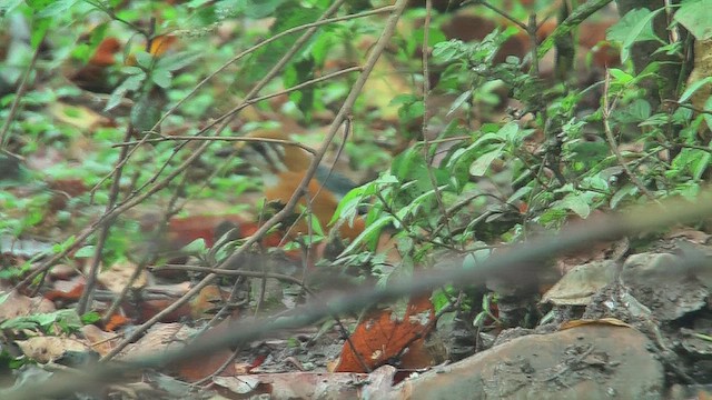 Orange-headed Thrush - ML631207435