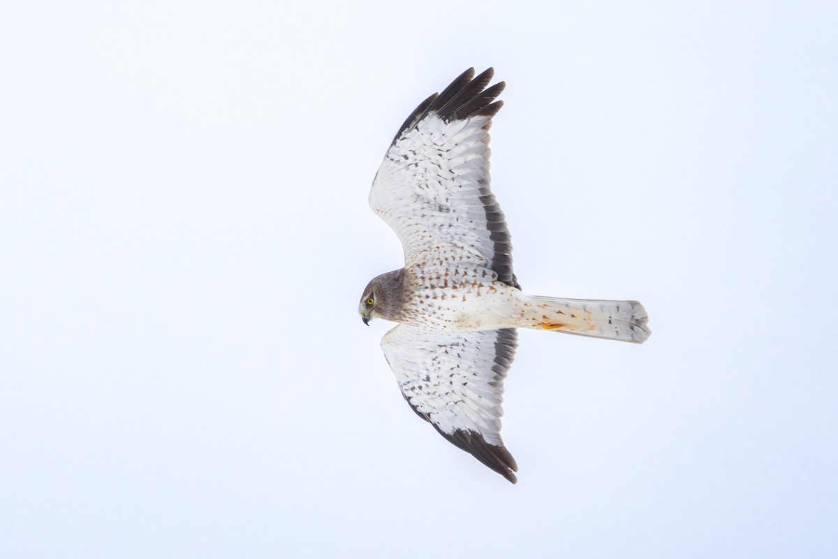 Northern Harrier - Brad Reinhardt