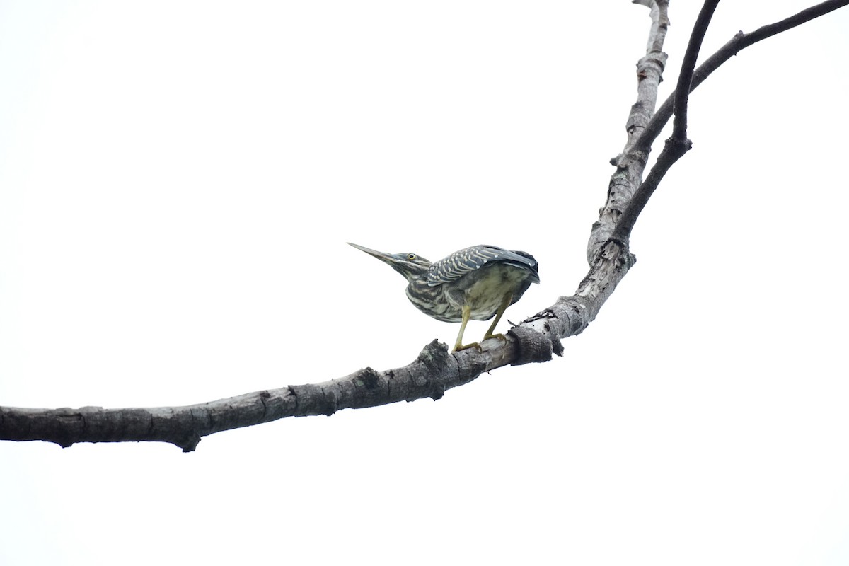 Little Heron - ML631207624