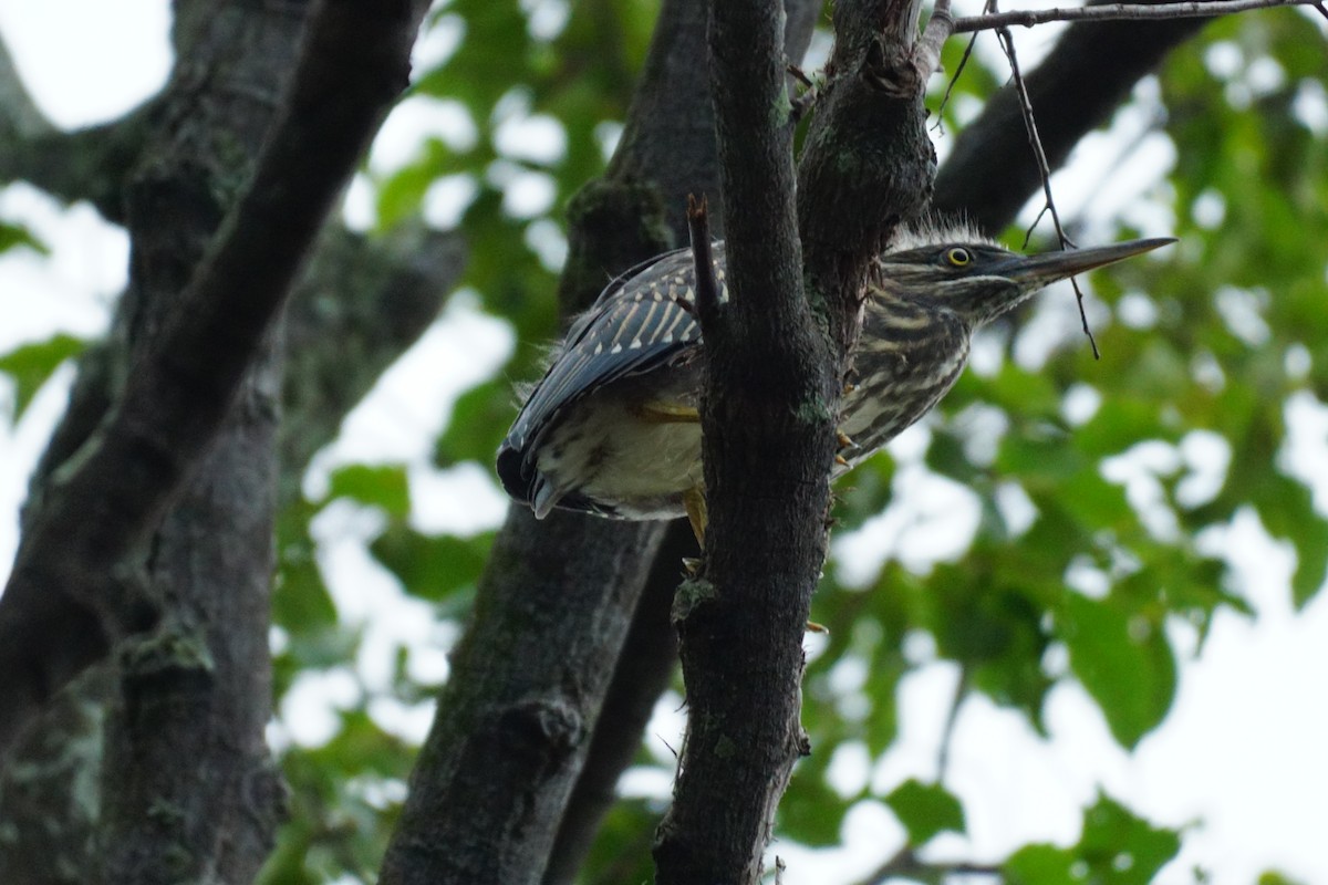 Little Heron - ML631207625