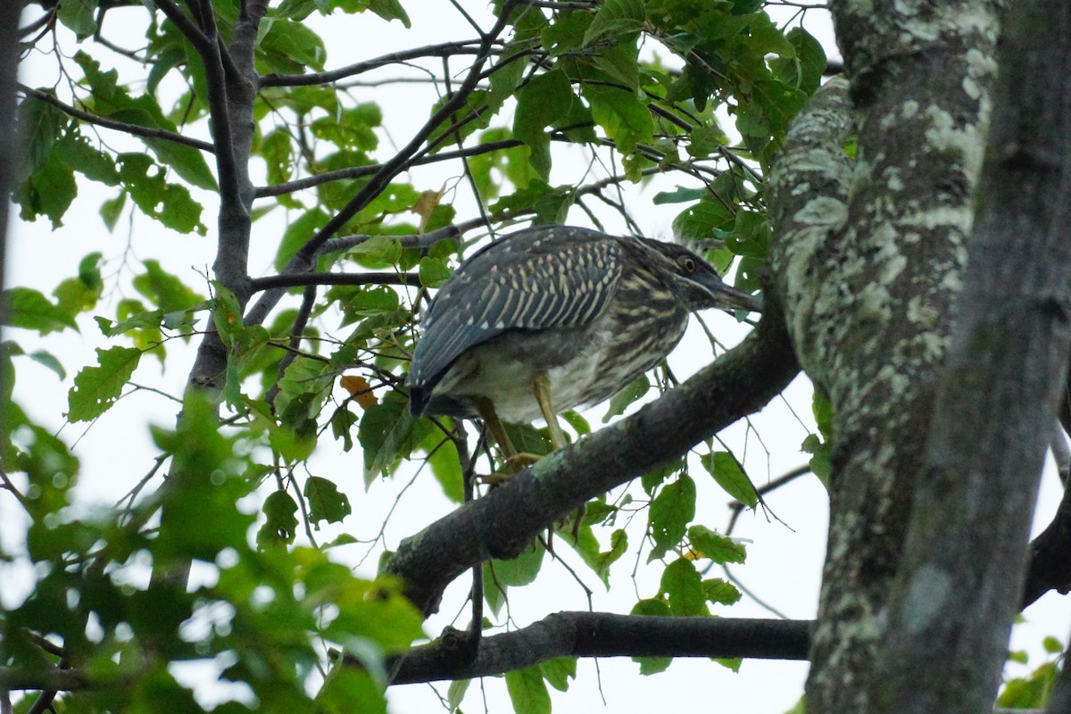 Little Heron - ML631207626