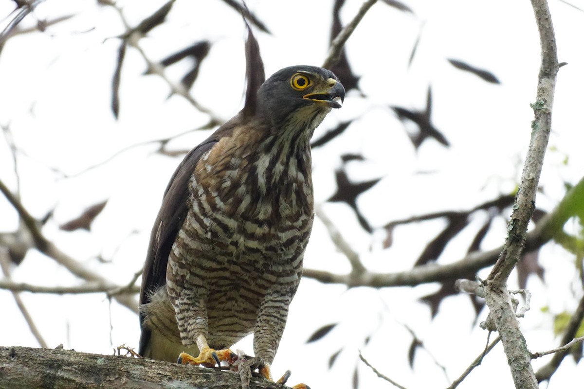 Crested Goshawk - ML631207664