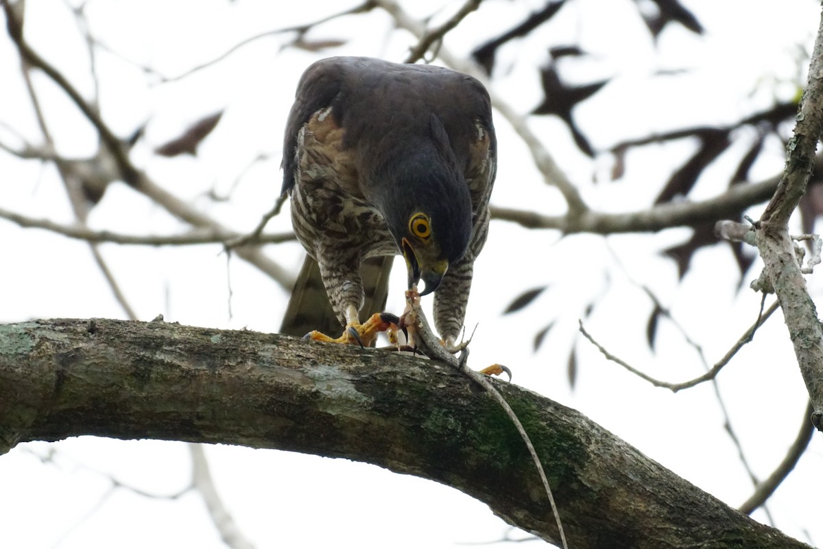 Crested Goshawk - ML631207665
