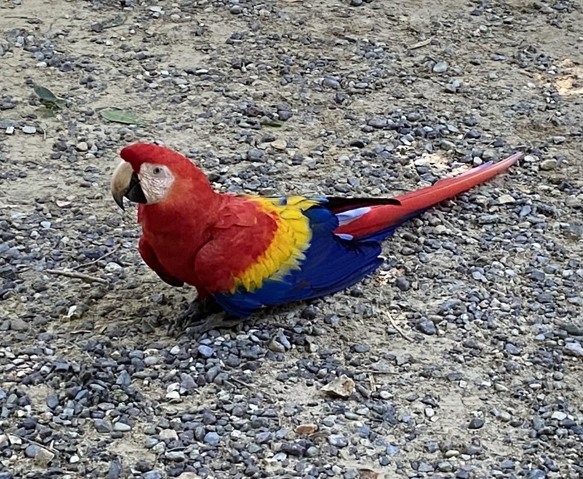 Scarlet Macaw - ML631207682