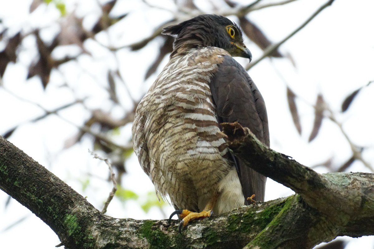 Crested Goshawk - ML631207698