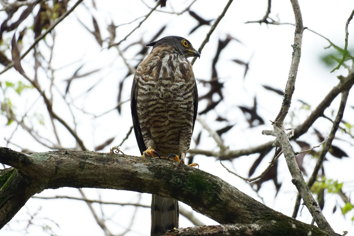 Crested Goshawk - ML631207699