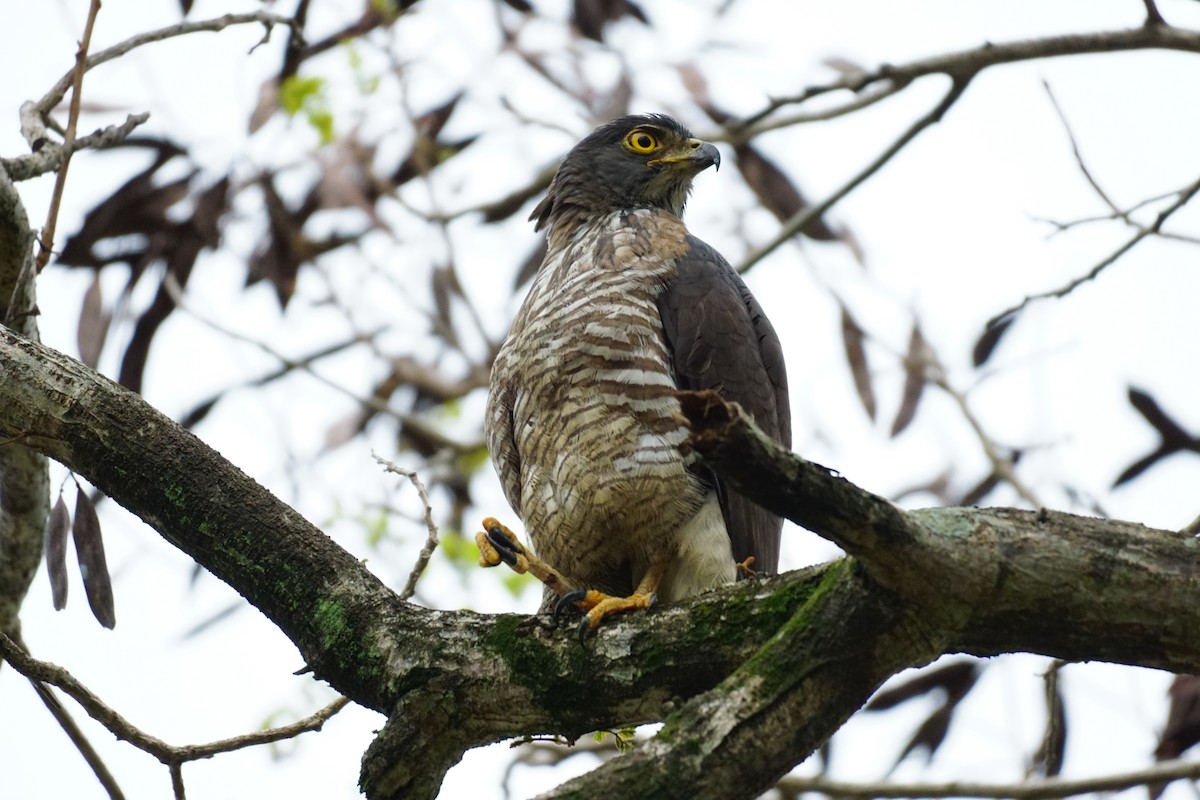 Crested Goshawk - ML631207700