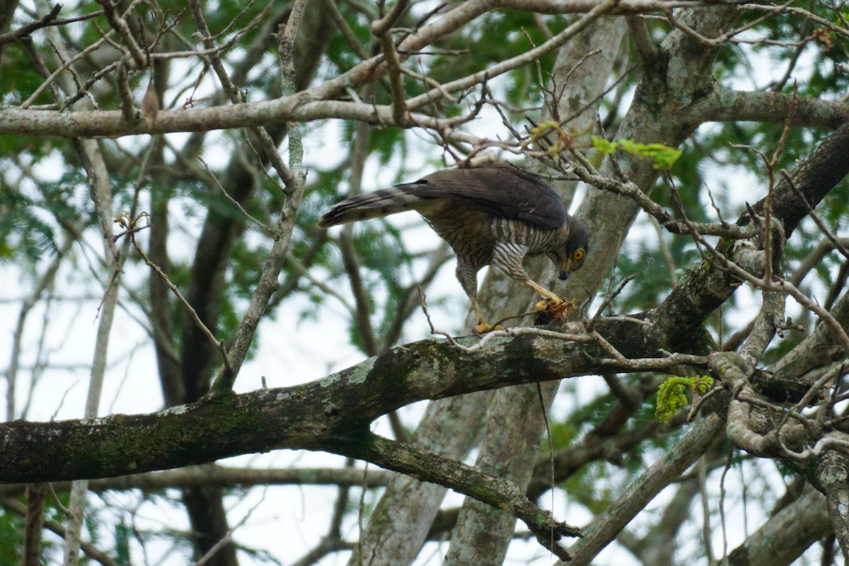 Crested Goshawk - ML631207727