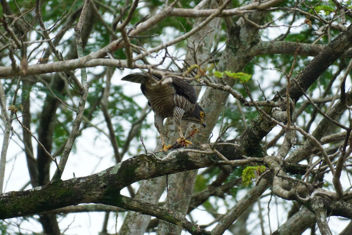 Crested Goshawk - ML631207728