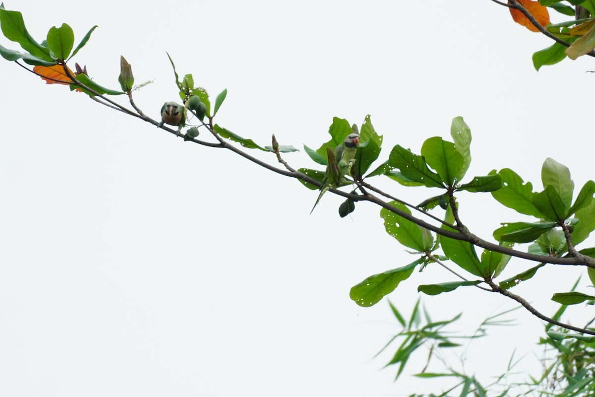 Red-breasted Parakeet - ML631207748