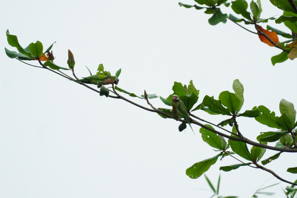 Red-breasted Parakeet - ML631207749
