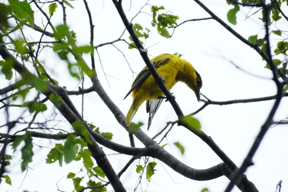 Black-naped Oriole - ML631207770