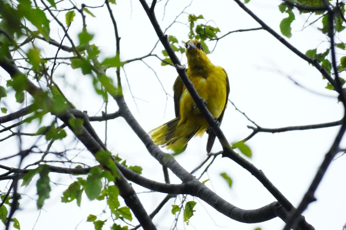 Black-naped Oriole - ML631207771