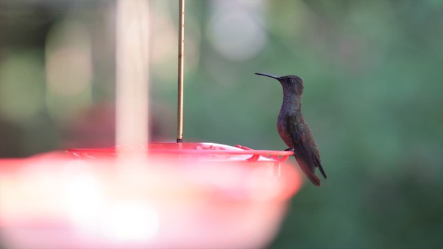Sombre Hummingbird - ML631207923