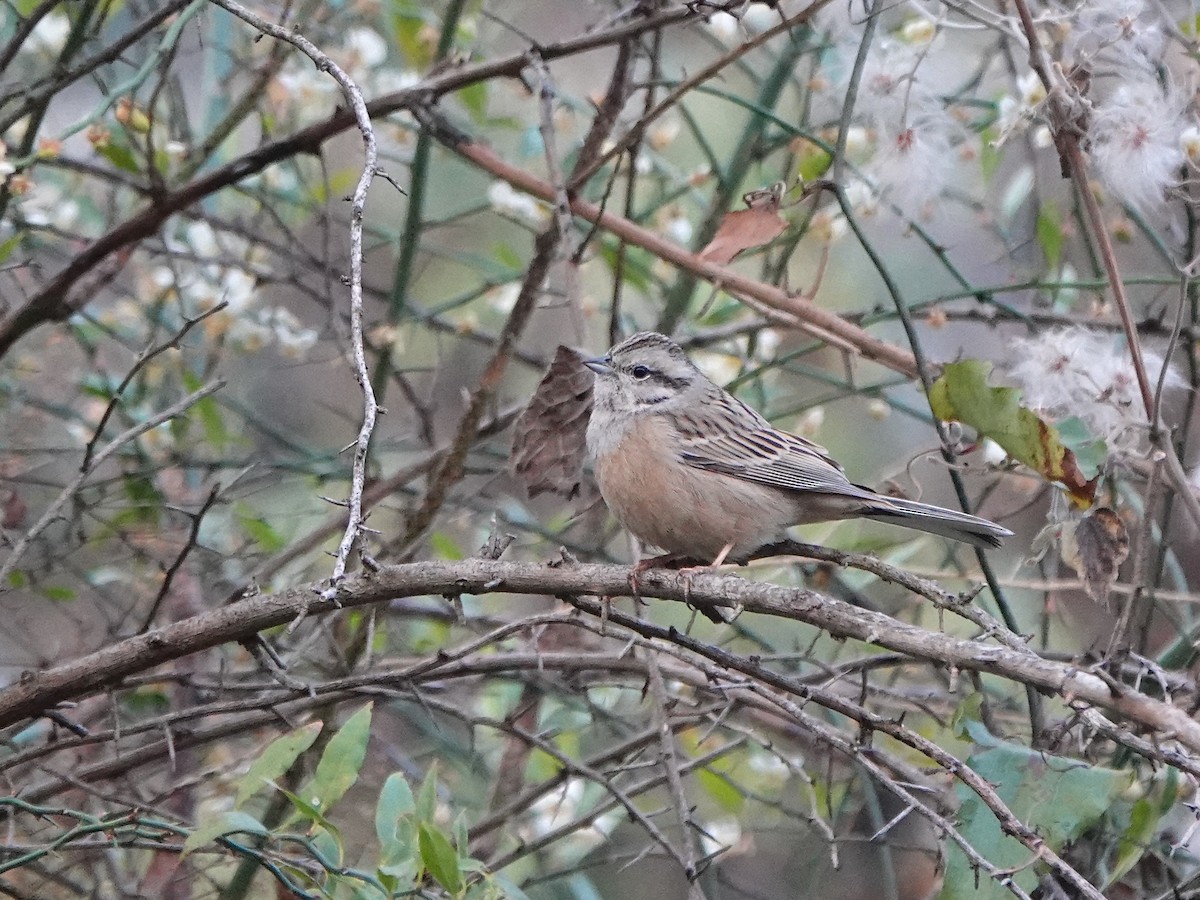 Rock Bunting - ML631207993