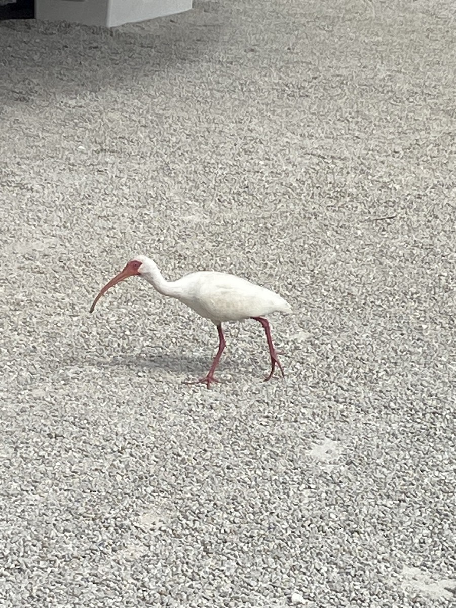 White Ibis - ML631208045