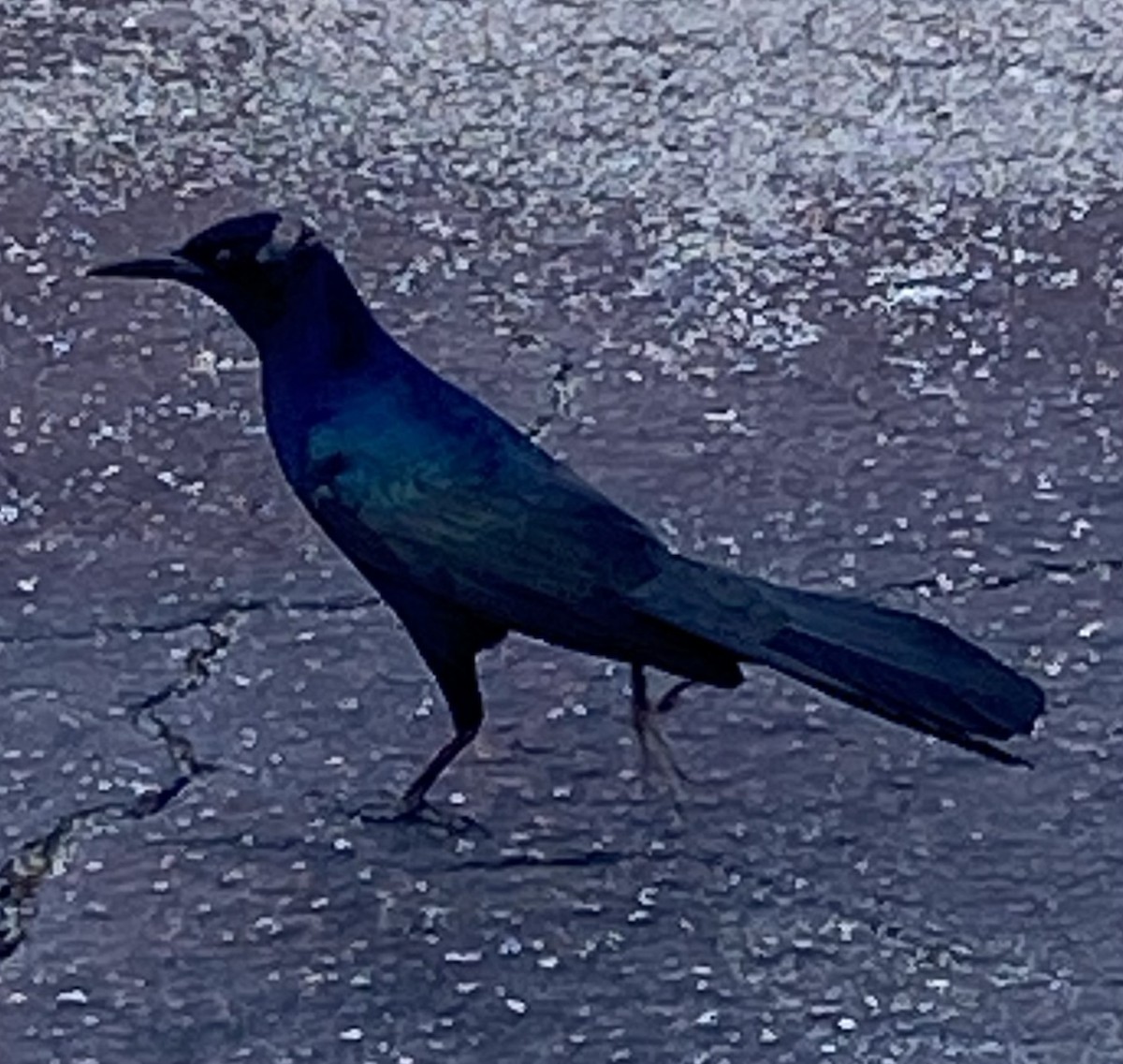 Boat-tailed Grackle - ML631208050