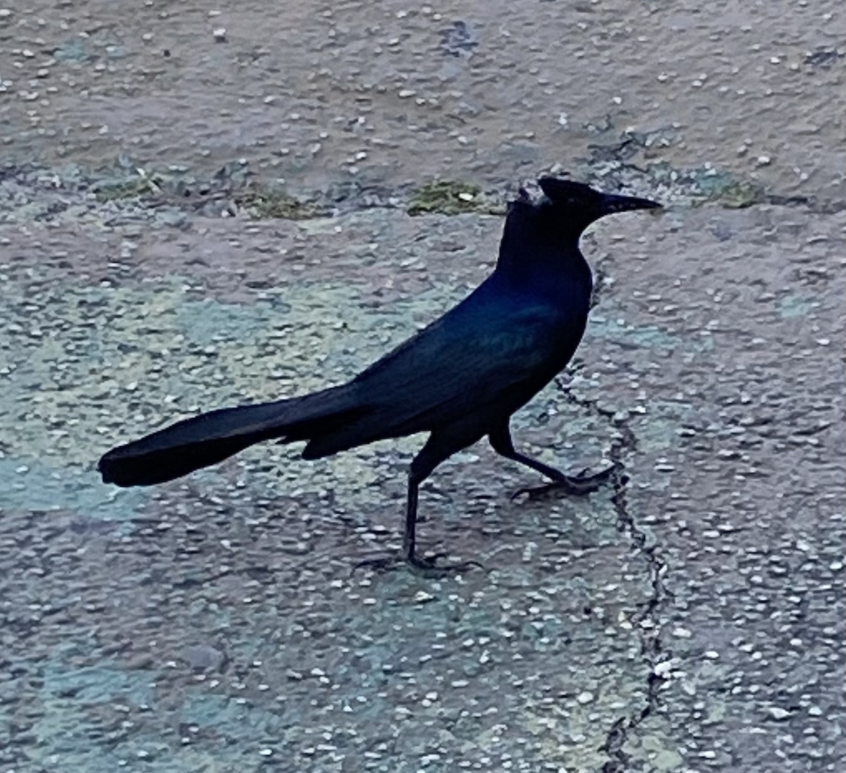 Boat-tailed Grackle - ML631208051