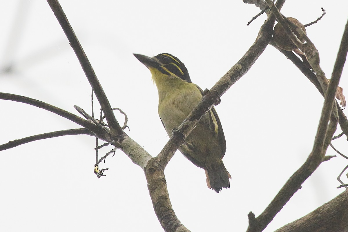 Red-rumped Tinkerbird - ML631208082