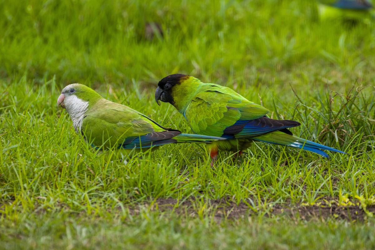 Nanday Parakeet - ML631208223